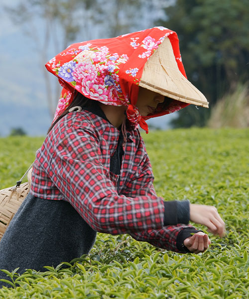 Darjeeling