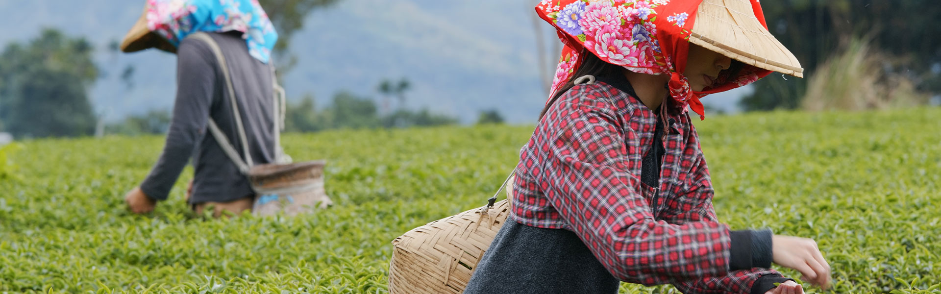 Darjeeling