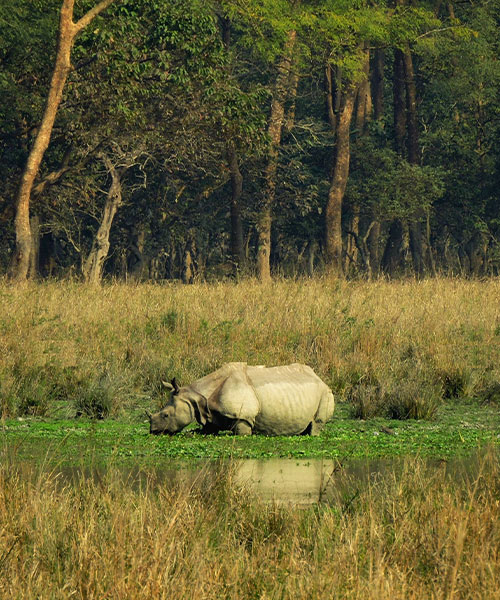 wildlife tour